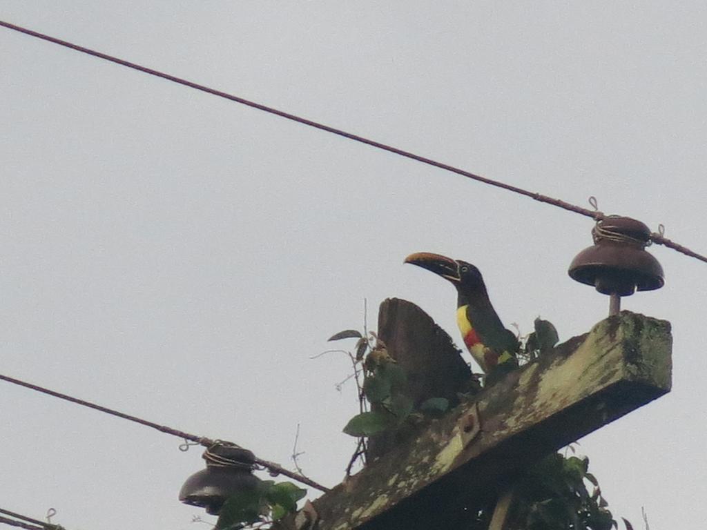 Hostel Y Posada Colibri Puerto Iguazú Exteriér fotografie